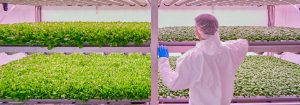 Cómo empezar un cultivo vertical
