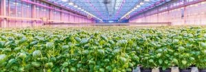 Cultivo interior de hierbas aromáticas con LED