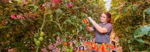Productos LED GreenPower para horticultura