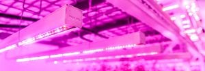 Luces LED para cultivos verticales