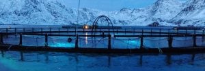 Maximiza la producción de pescado con la iluminación LED