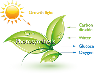 Imagen representative de cómo afecta la luz natural a las plantas y como se puede plasma a la luz led de cultivo para plantas