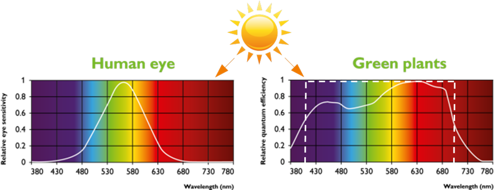 Representación gráfica de cómo la luz afecta de forma diferente a personas y plantas y cómo se puede plasmar en la luz led de cultivo