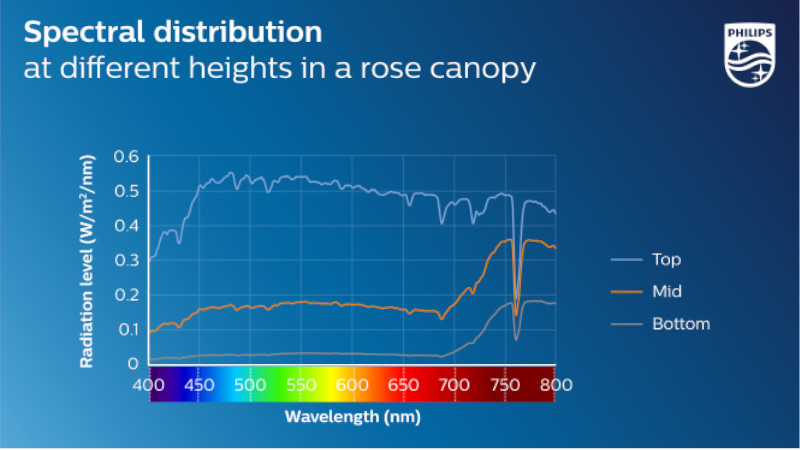 Distribución del espectro de la luz a diferentes alturas en una rosa para ayudarnos a saber como la luz led de crecimiento para plantas ayuda a nuestro cultivo