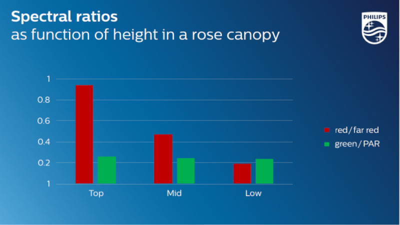 Ratios del espectro para saber si la luz para cultivo indoor verde penetra a mayor profundidad en las rosas