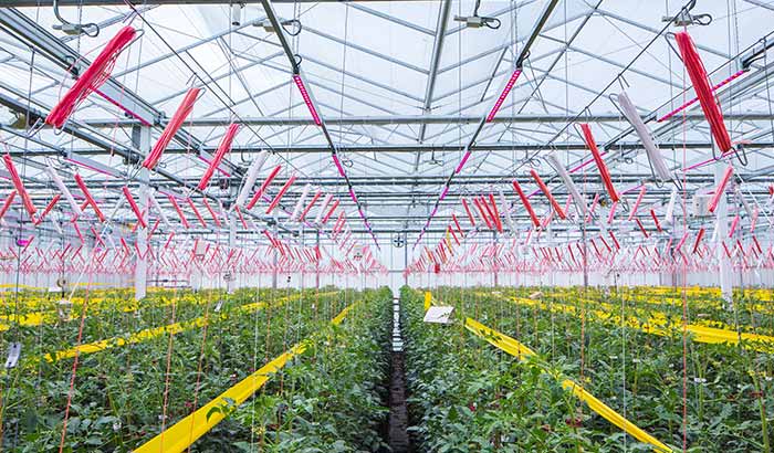 La tecnología LED en la horticultura