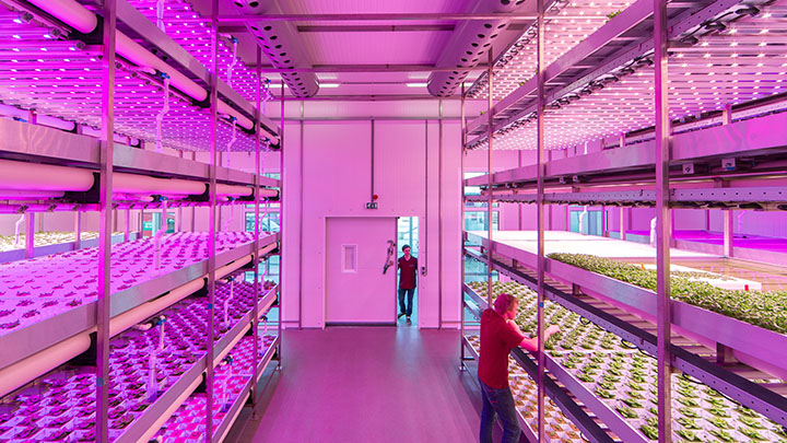 Salas climatizadas para cultivo en interior