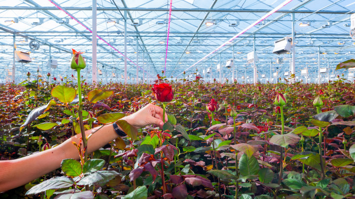 Las luces LED de crecimiento mejoran la calidad y el rendimiento en cultivos de rosas