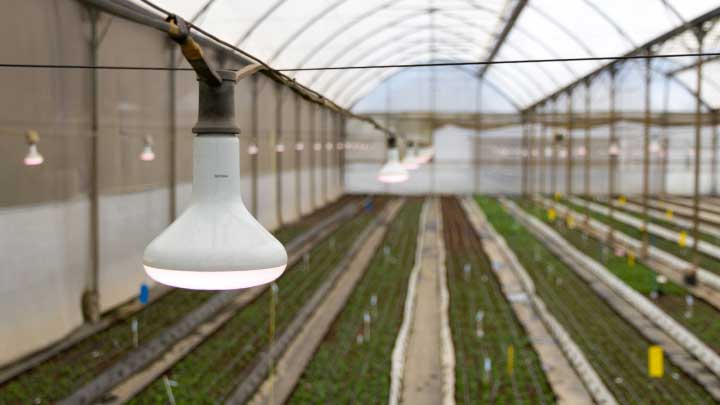 Lámpara LED de floración GreenPower