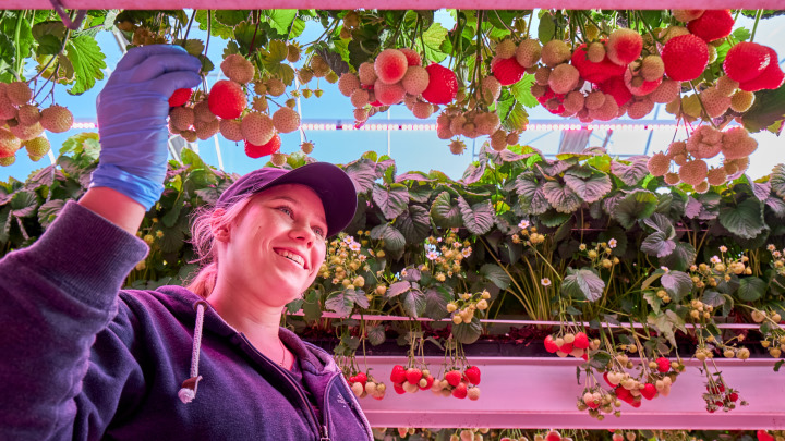 LED para cultivo de frutas en invernadero