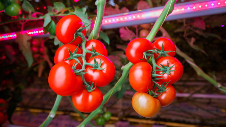 Mayor rendimiento con las luces LED para el cultivo de tomates y pepinos