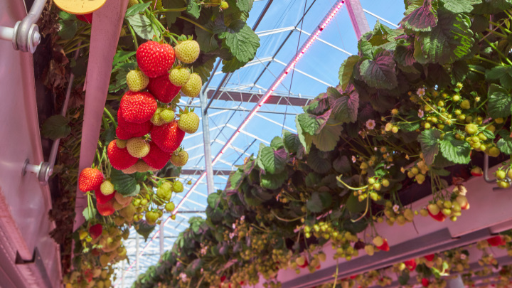 En el cultivo interior de frutas, las luces LED de crecimiento las harán brillar con luz propia