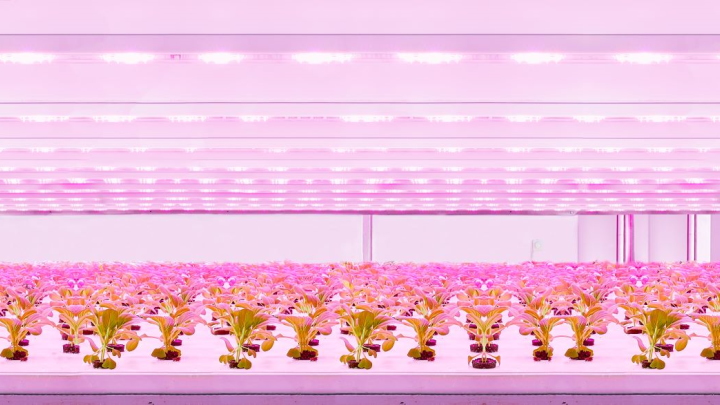 Módulo de producción LED GreenPower e iluminación para cultivos verticales estática