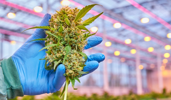 ¿Florece el cannabis a través de iluminación LED?