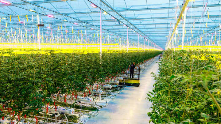 Control Philips GrowWise en cultivos verticales