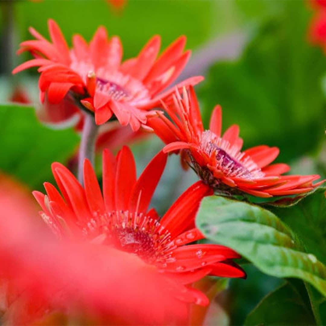 Últimos resultados sobre las ventajas del cultivo de gerberas con LED