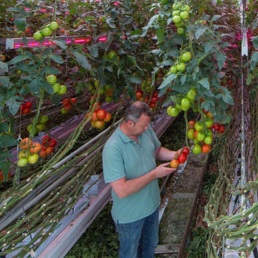 "Combinar HPS y luces LED para conseguir un mayor rendimiento en el cultivo de tomate, así como periodos de iluminación más largos"