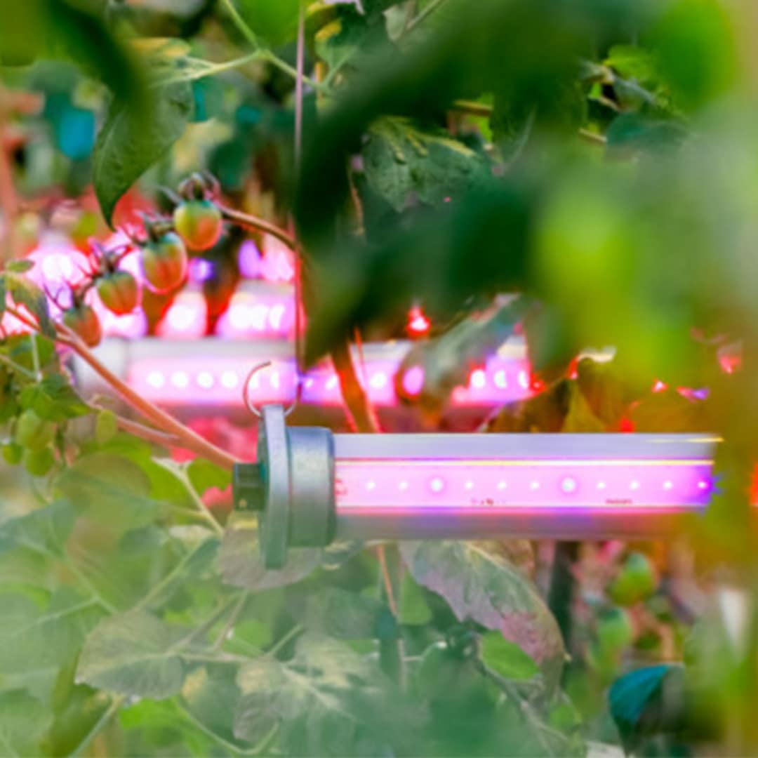 ¿En qué se diferencian las luces LED para cultivos y HPS?