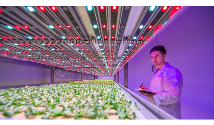 Los LEDs para cultivo de interior que están revolucionando la horticultura