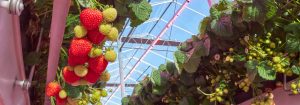 Cultiva fresas con iluminación LED Philips GreenPower 