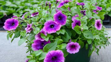 Una diferencia sustancial en estas plantas