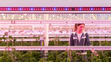 Luminaria de color de Philips lighting alumbra el invernadero