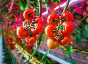 Plantas más sanas para obtener una producción más abundante y de mayor calidad