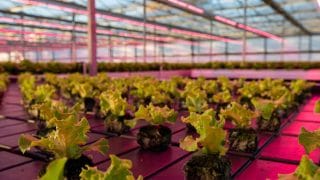 Canadian Valley Growers