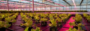 El productor reduce el período de cultivo en casi un 30% con las luces LED para cultivos de Philips