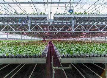 Control preciso del clima en todas las fases de cultivo