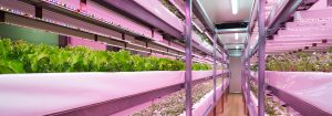 Alimentos frescos, seguros y preparados