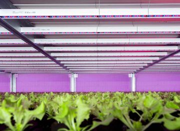 Cultivo durante todo el año para los amantes de la lechuga