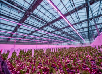 Lucas Greenhouses mejora la calidad y la velocidad de reproducción