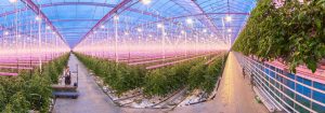 Planta la semilla del crecimiento durante todo el año